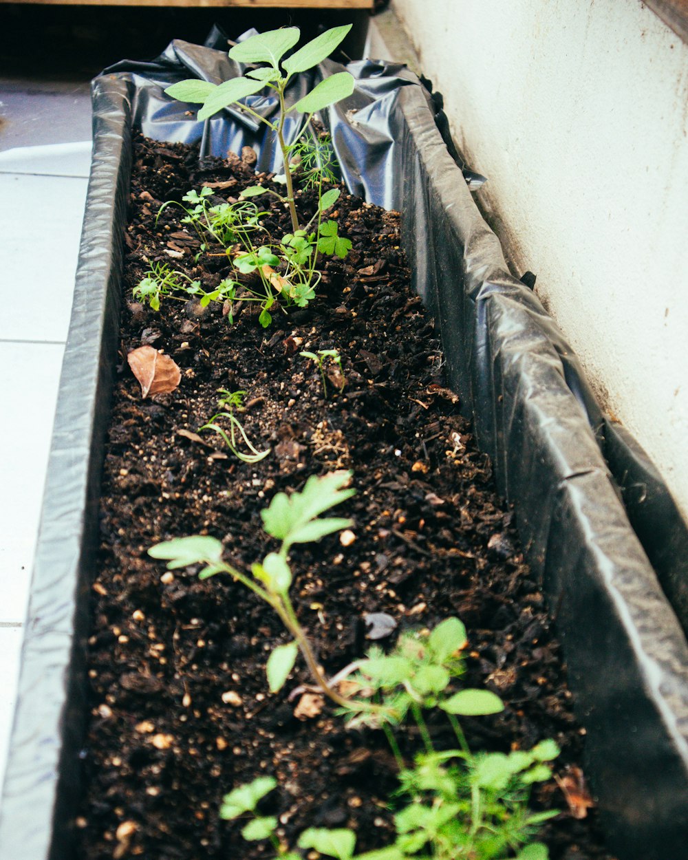 a garden with plants