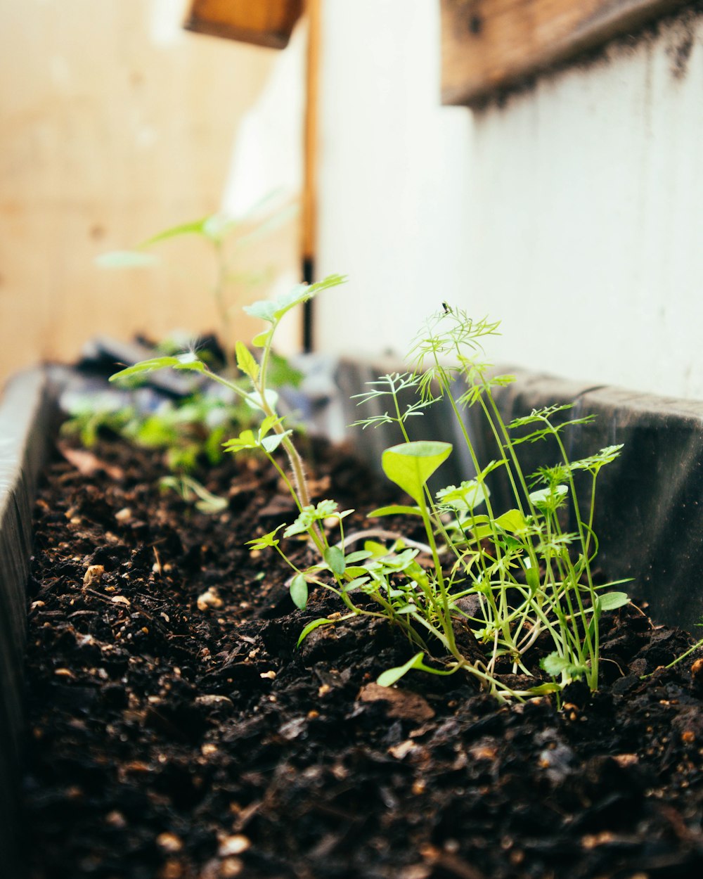 a small plant in a pot