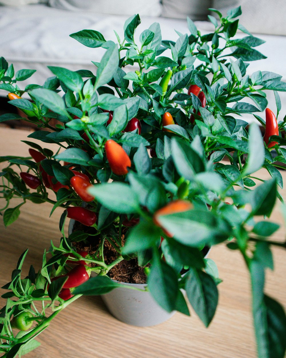 a plant with red peppers