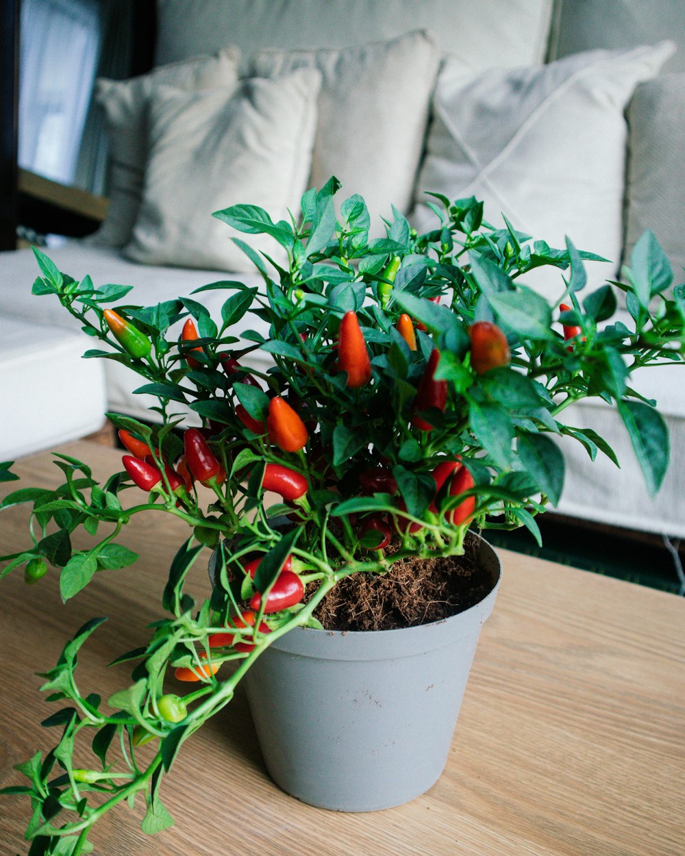a potted plant with red peppers