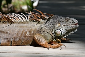 large iguana on property for removal