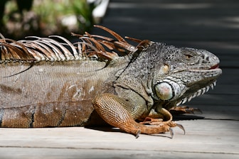 large iguana on property for removal