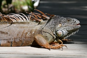 An iguana is lying on a wooden surface, basking in the sunlight. The reptile's skin has a textured, scaly appearance with shades of green, brown, and gray. Its long tail and sharp claws are visible, along with prominent spines on its back and neck. The iguana's eye appears alert, and its overall demeanor is calm and relaxed.