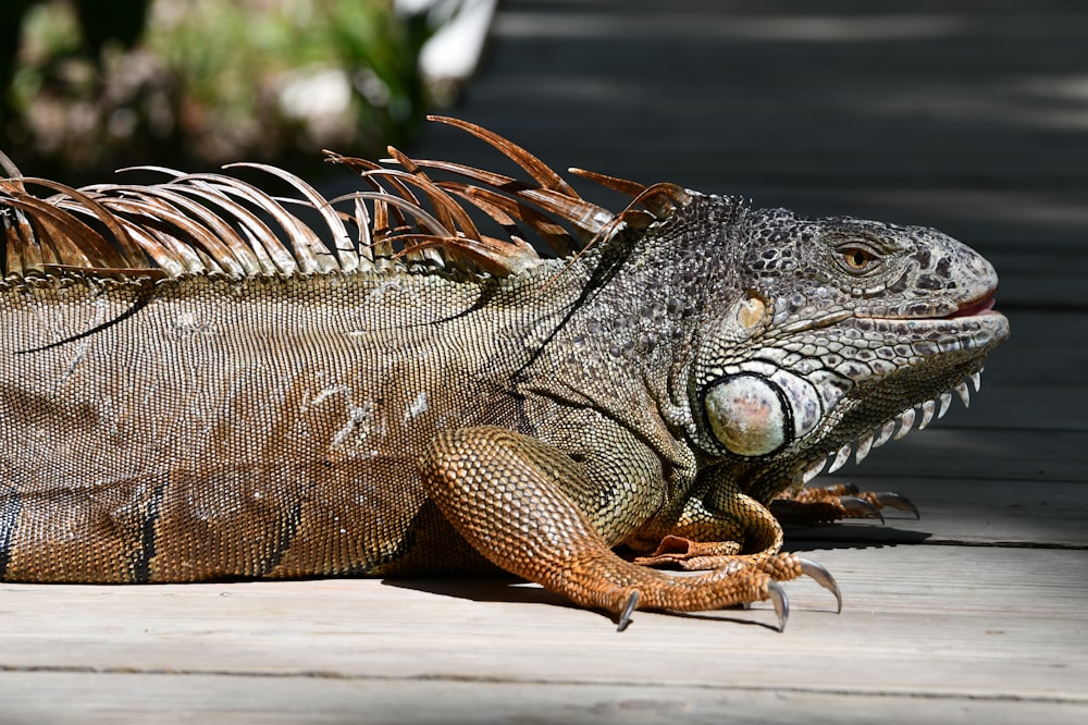 a lizard with a large mouth