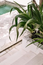 a plant on the ground
