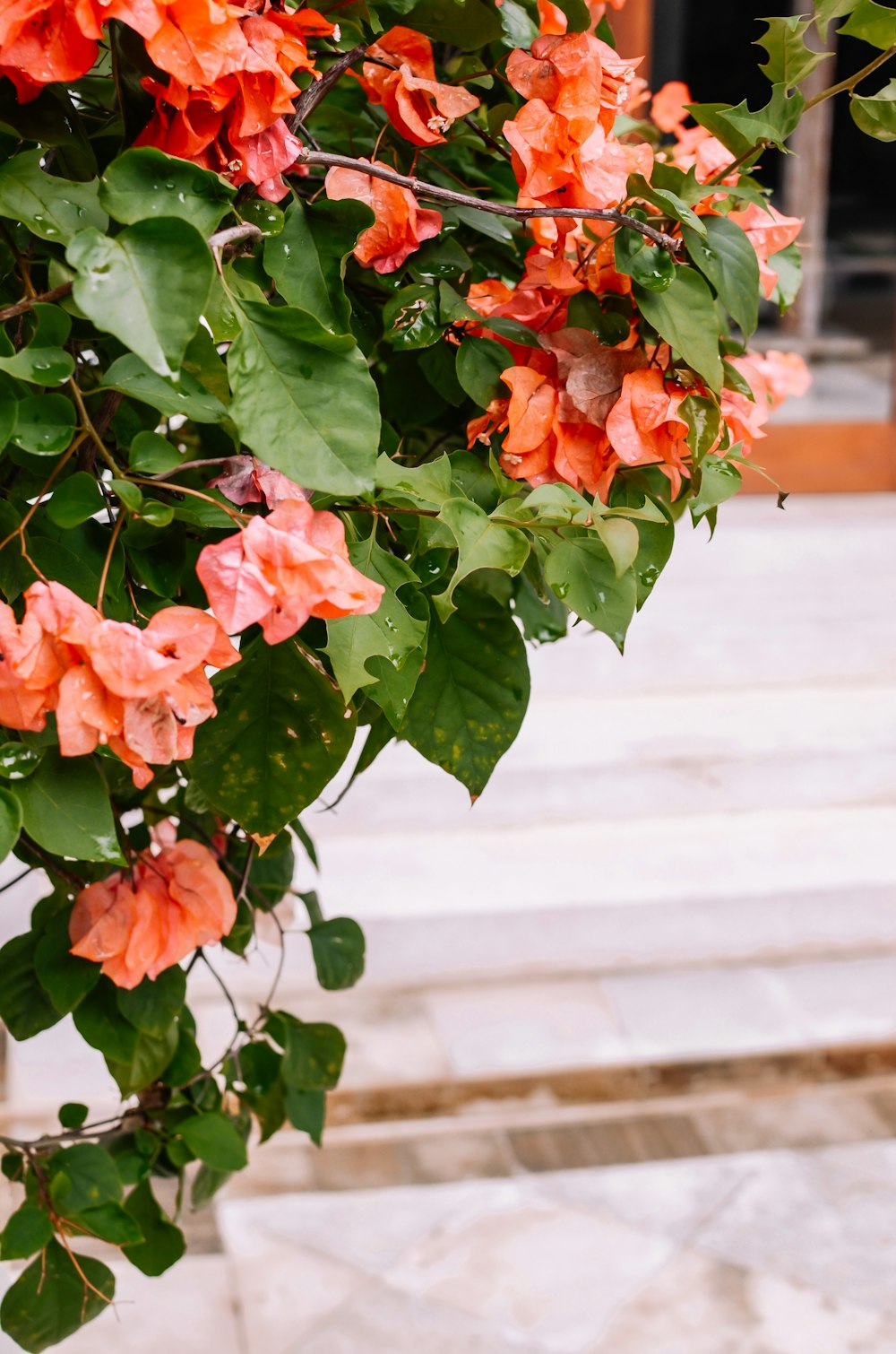 Eine Pflanze mit rosa Blüten