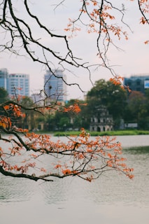 a tree with orange leaves in front of a body of water