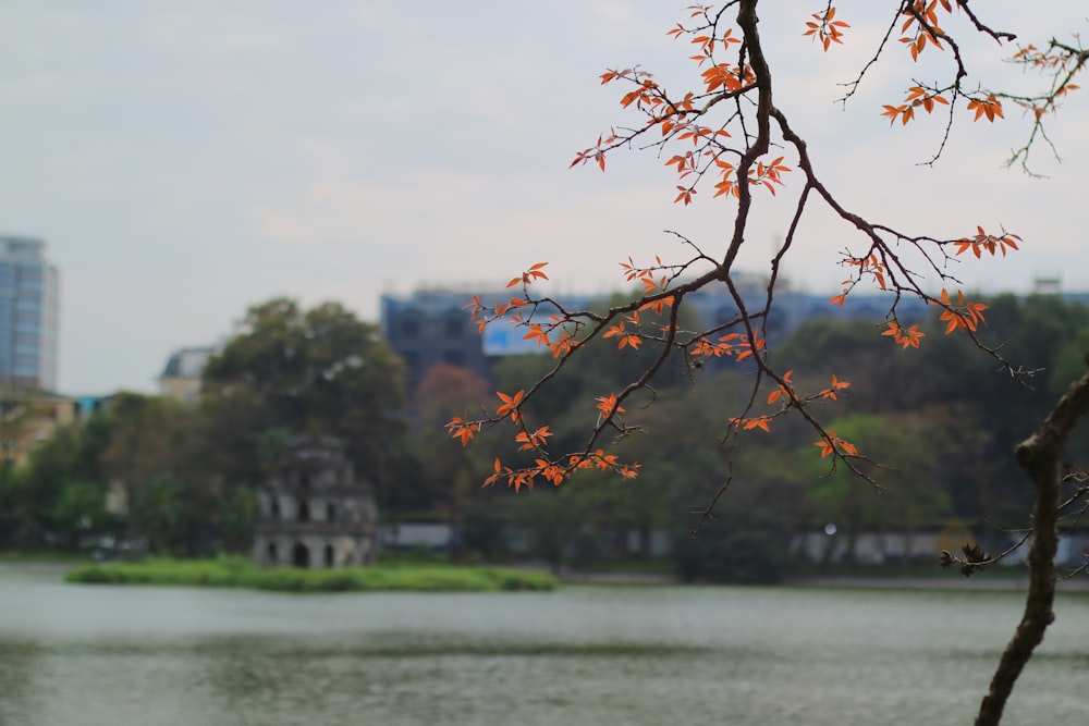 a tree with orange leaves next to a body of water