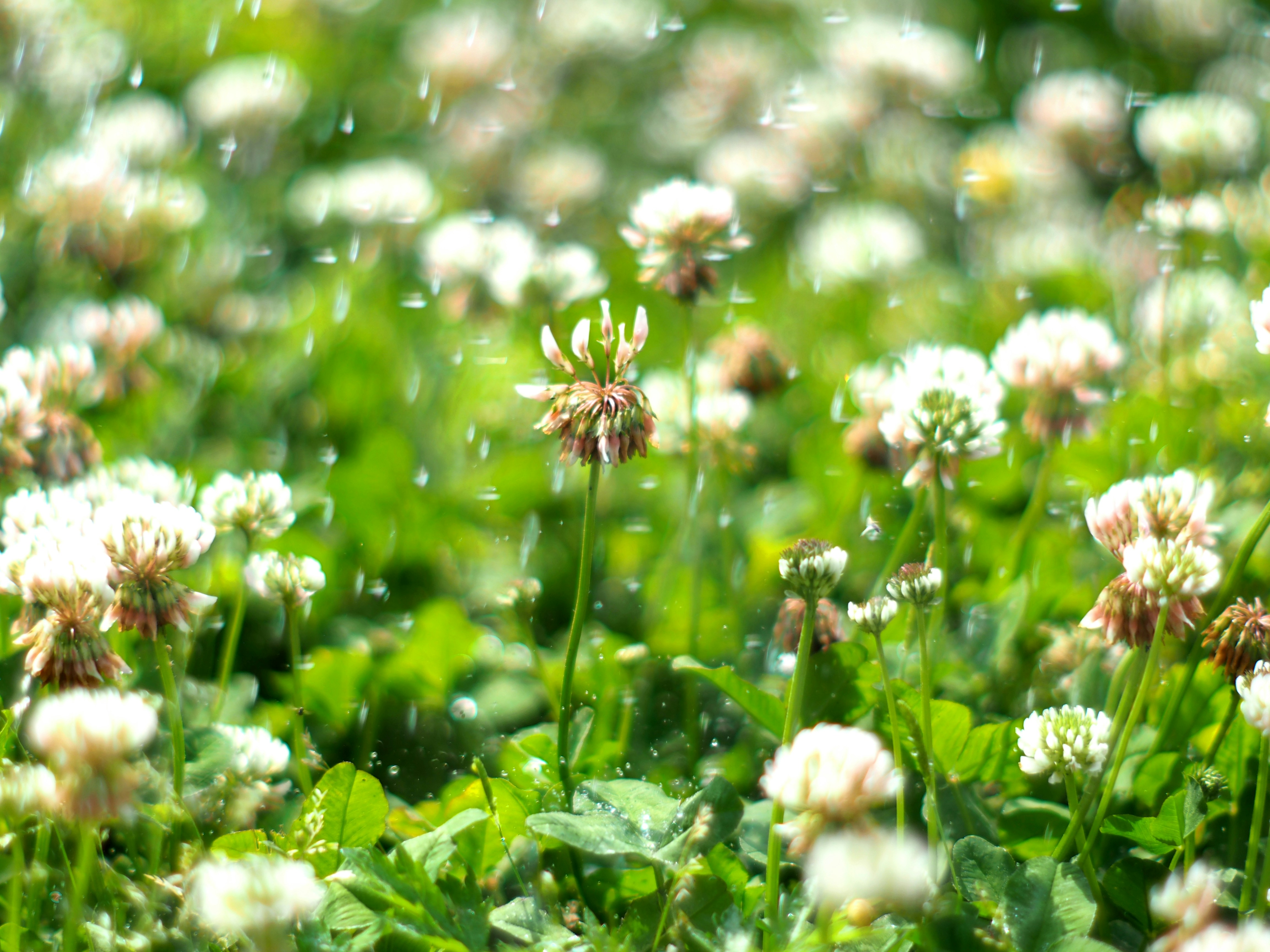 planting clover seeds