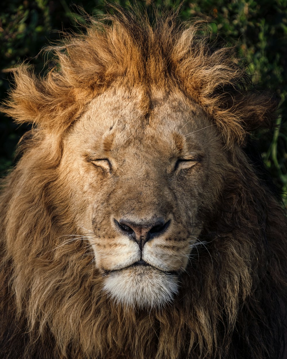a lion with its eyes closed