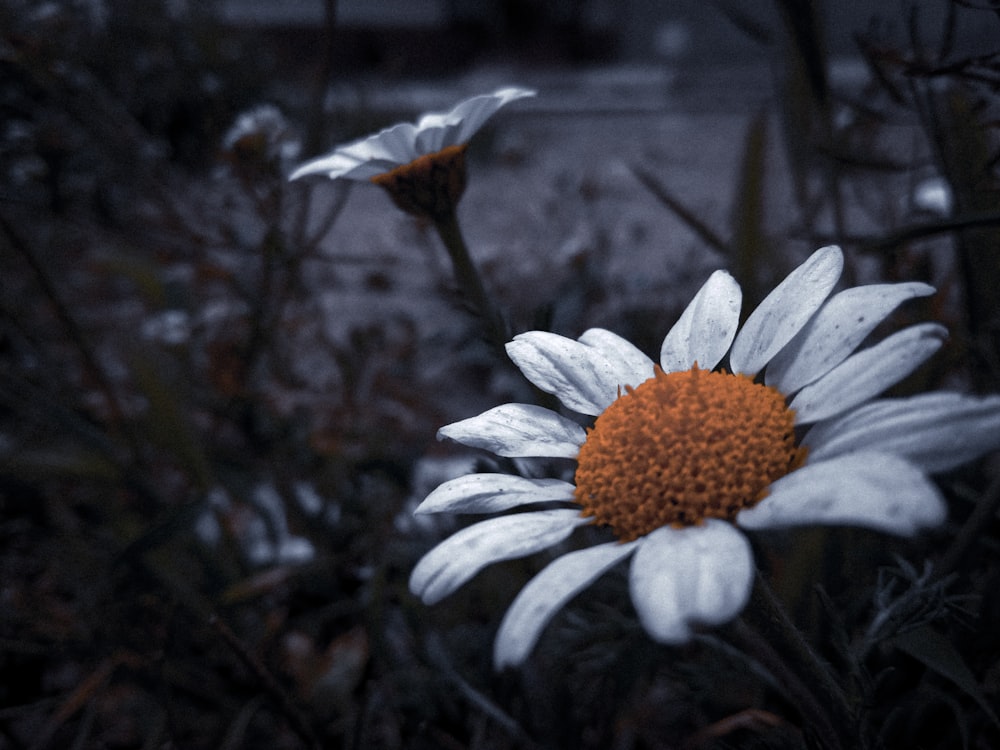 Un primer plano de una flor