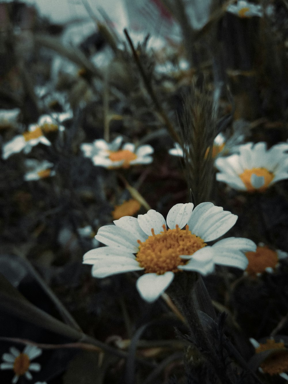 a close up of flowers