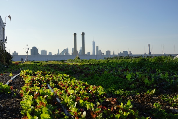 An urban rooftop garden with lush, green vegetation and leafy plants dominates the foreground. Beyond the garden, a city skyline is visible under a clear blue sky, featuring skyscrapers and industrial chimneys.