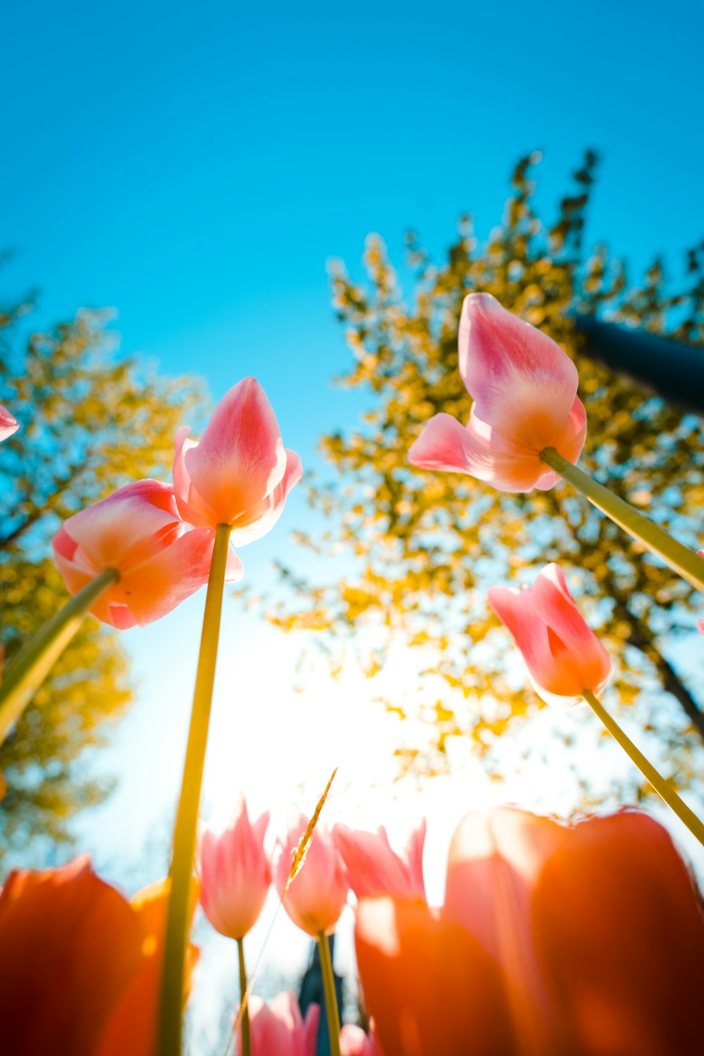 a group of flowers