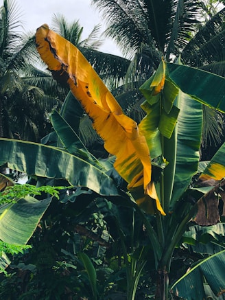 a banana plant with leaves