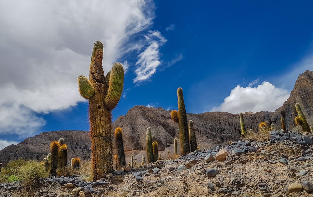 a group of cactus in a desert