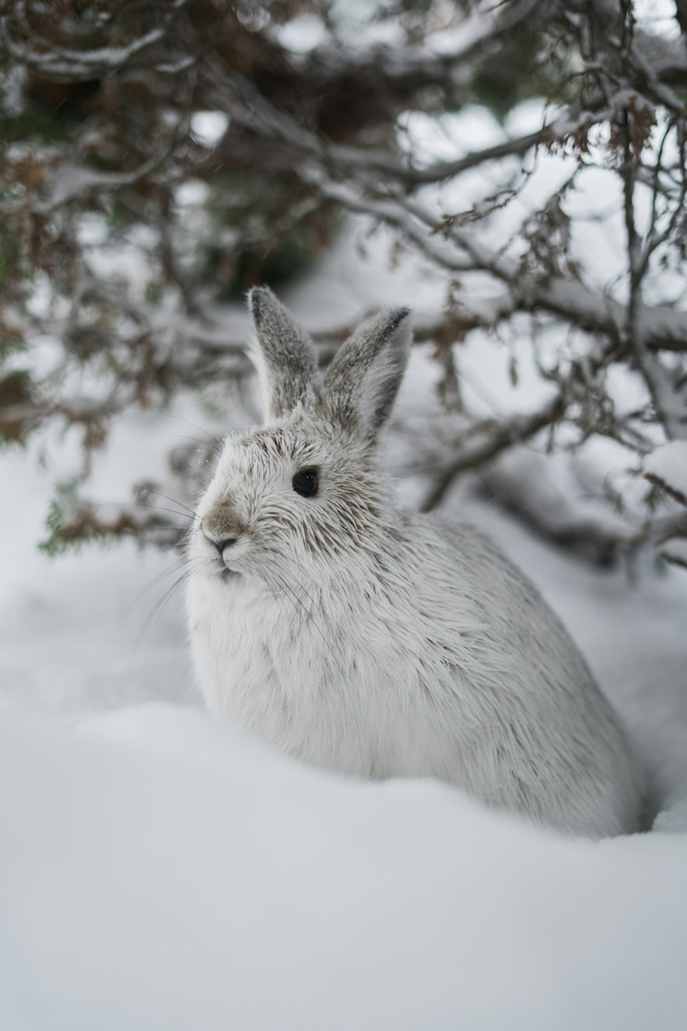 a rabbit in the snow