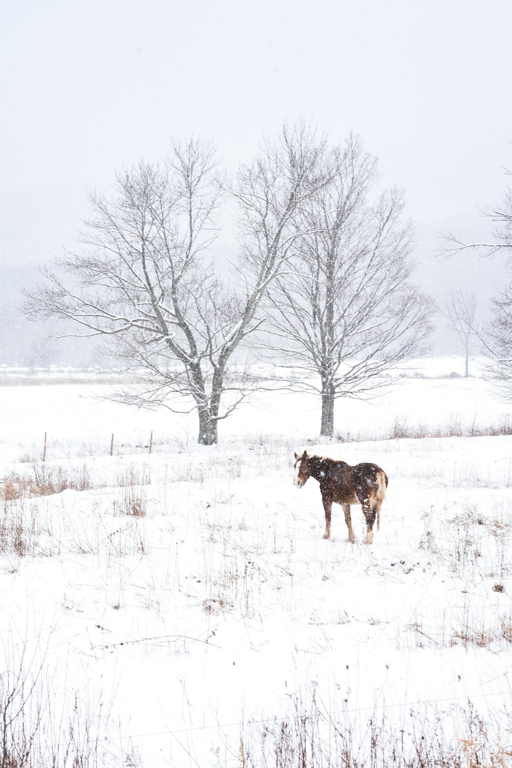 a deer in a snowy field