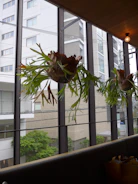 a plant with flowers