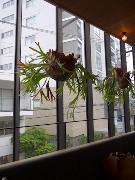 a plant with flowers