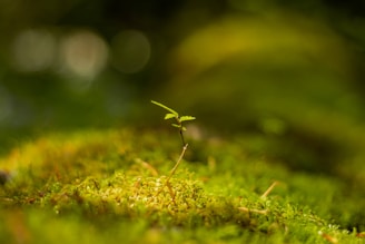 a small plant growing out of the ground