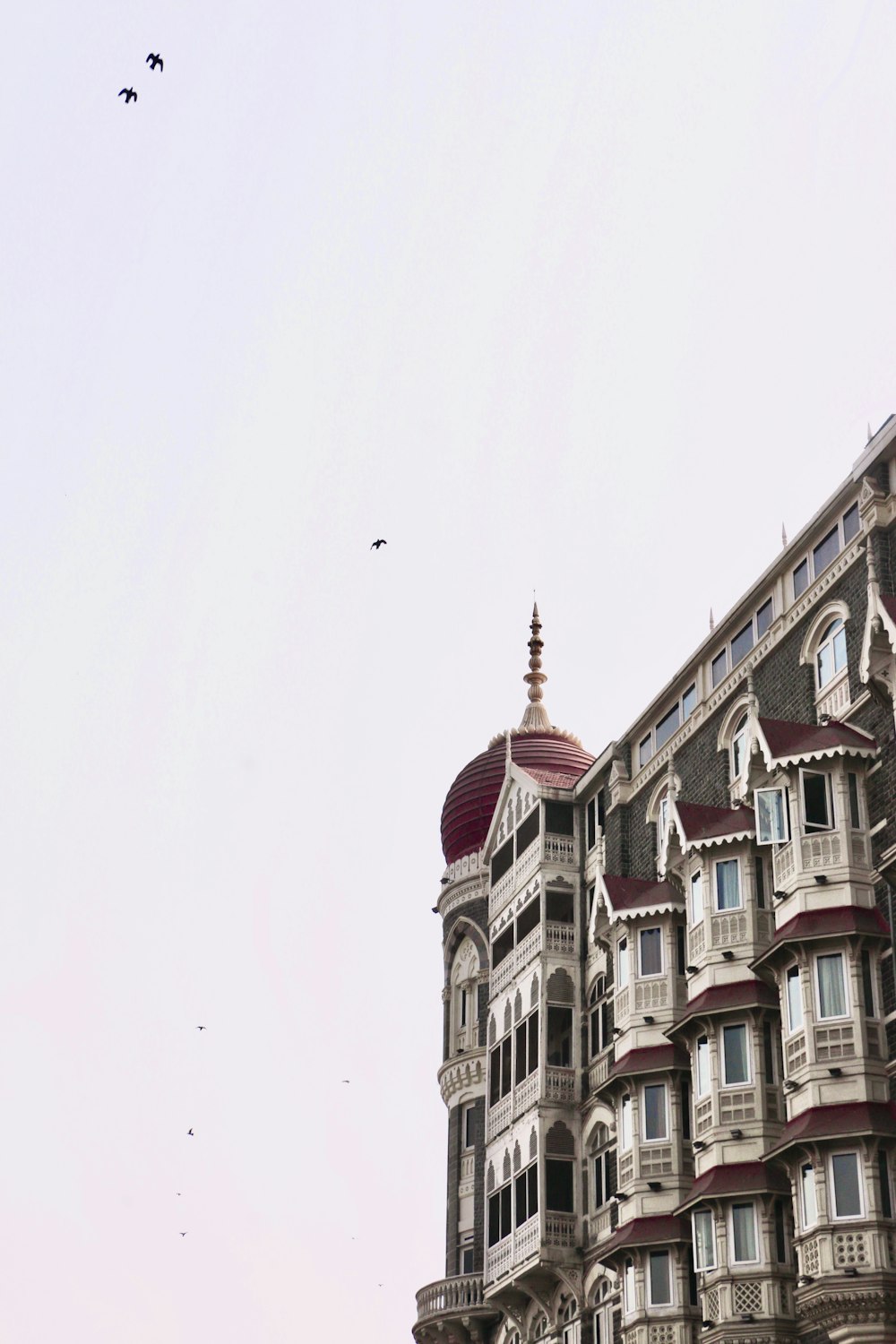 birds flying over a row of buildings
