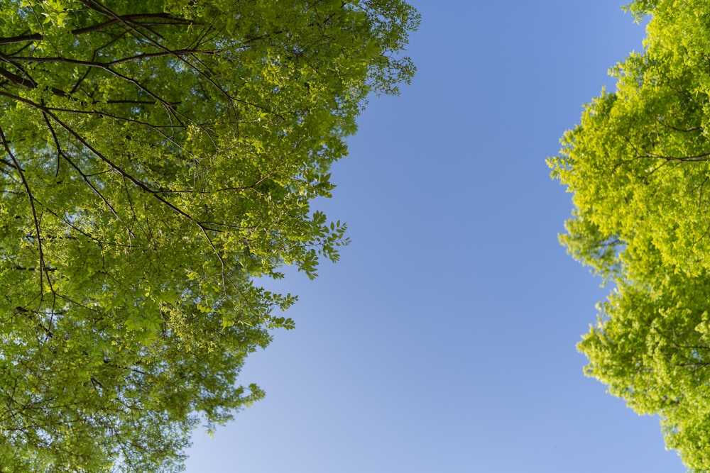 trees with blue sky