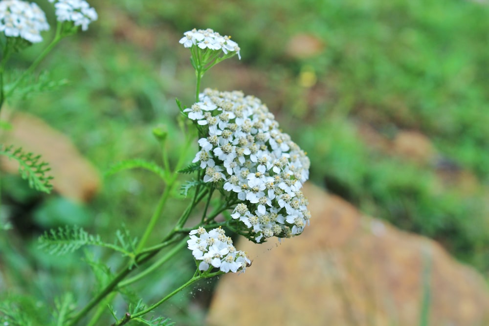 a close up of a plant