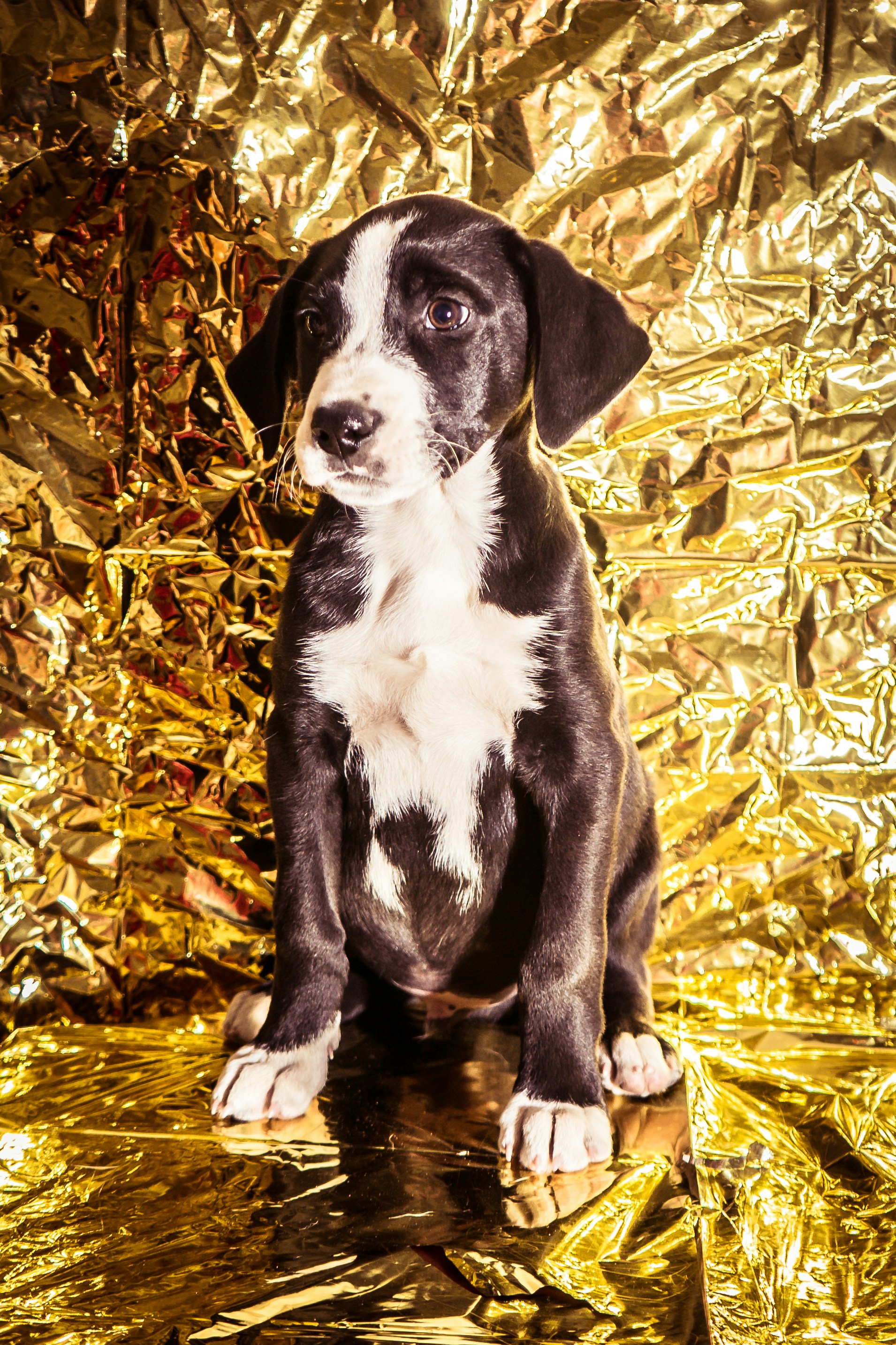 a dog sitting in a pile of leaves