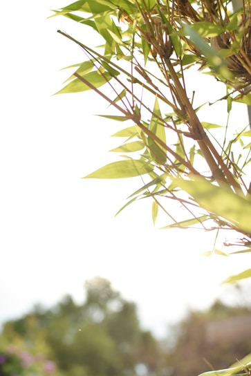 A warm close-up of intertwined bamboo stalks and coffee branches bathed in soft morning light.