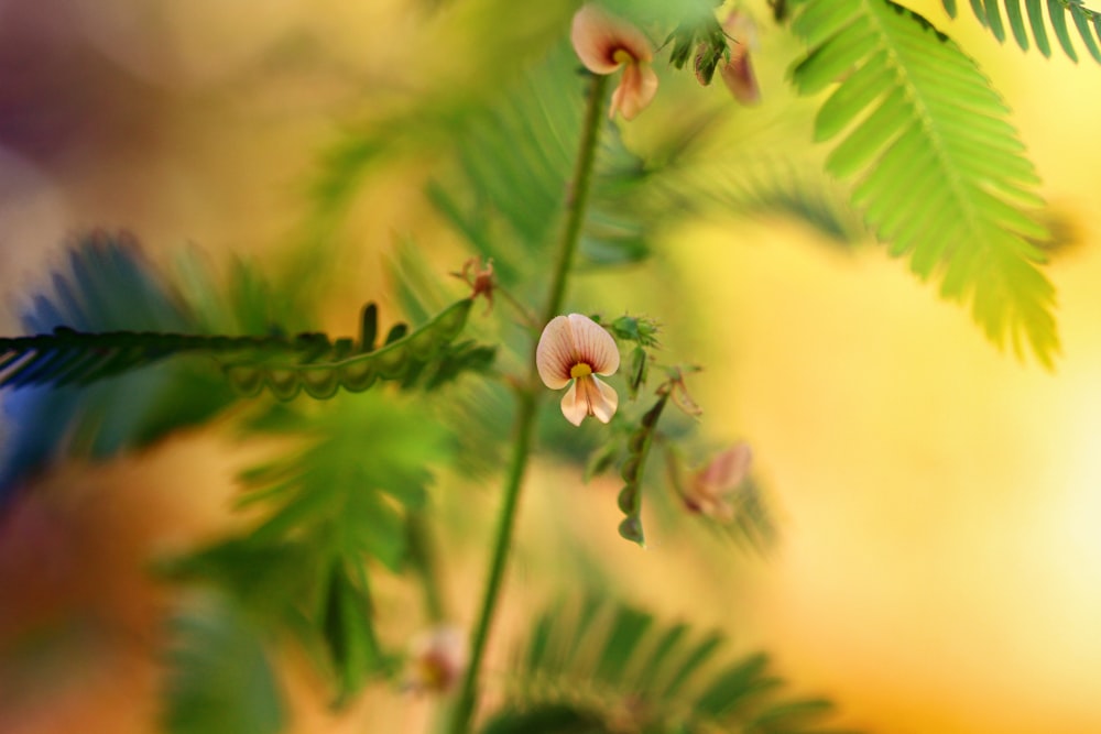 a close up of a flower