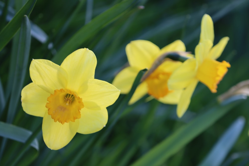 a group of yellow flowers