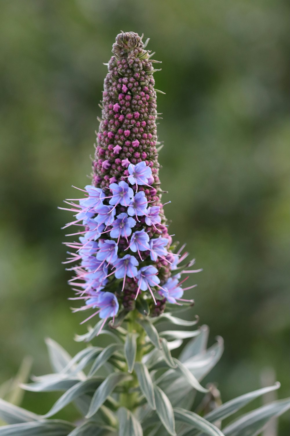 a purple flower with green leaves