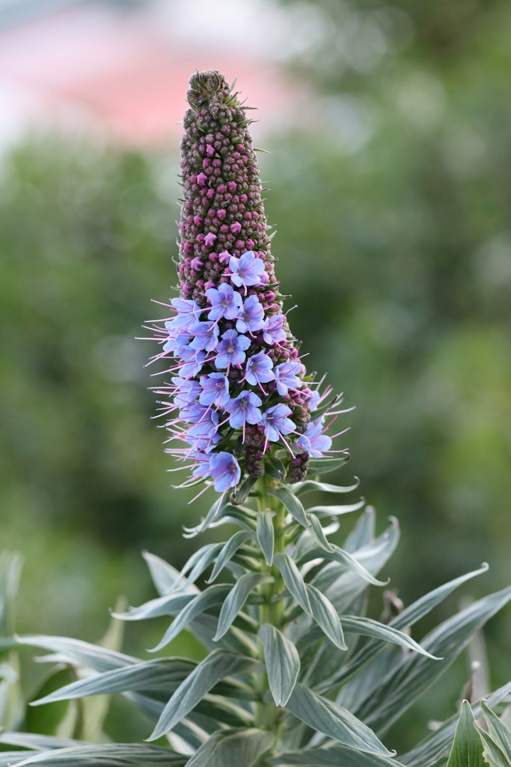 a purple flower with green leaves