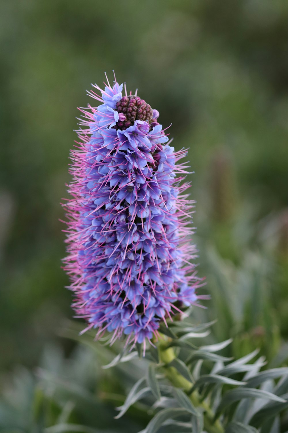 a close up of a purple flower