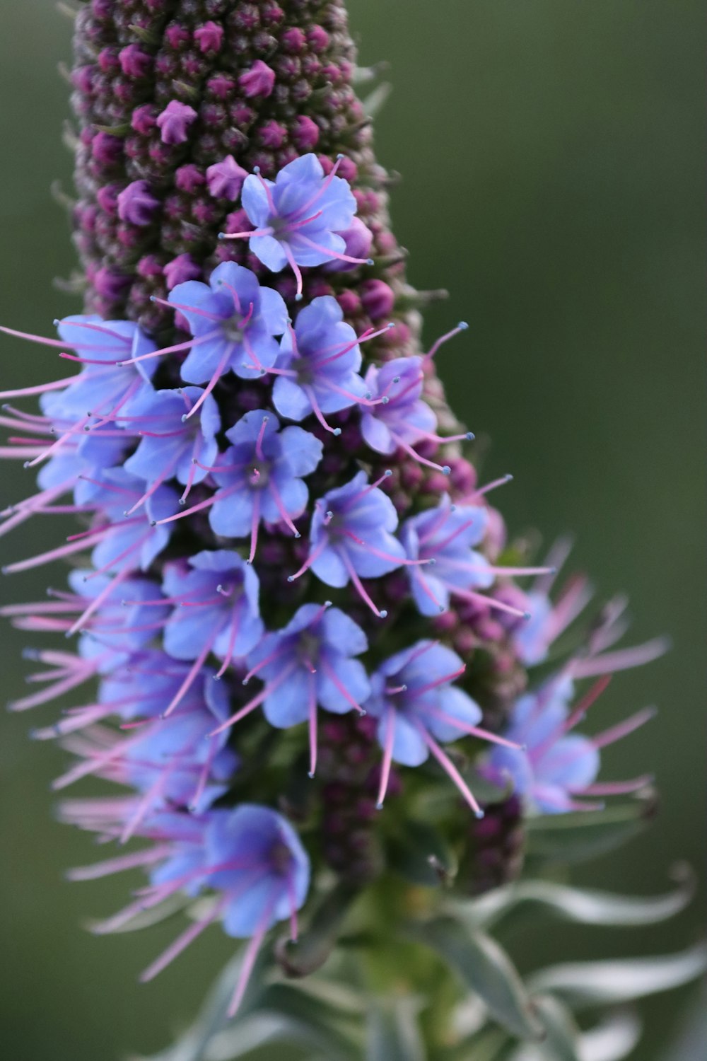 a close up of purple flowers