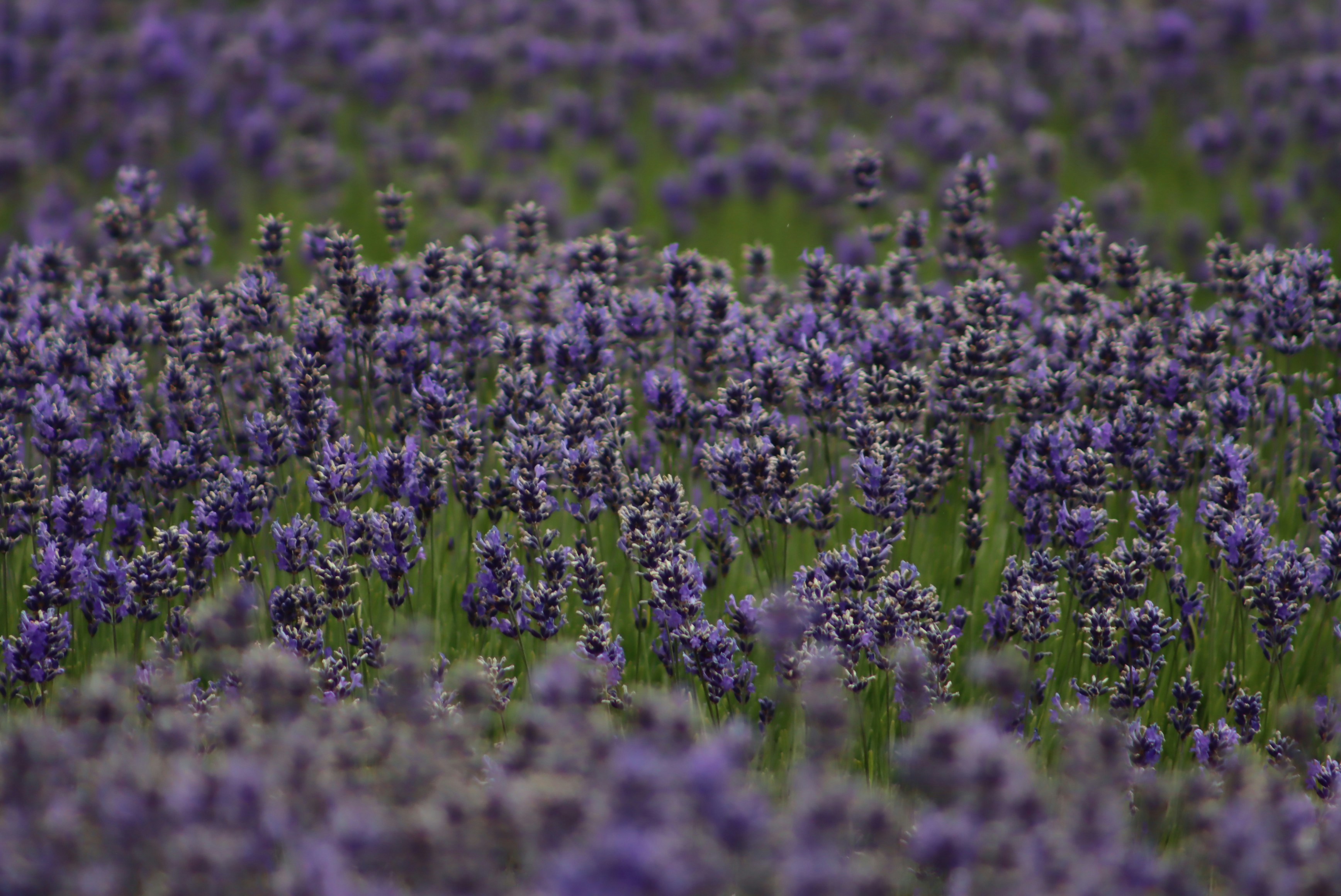 A field of purple flowers photo – Free Mt cook Image on Unsplash