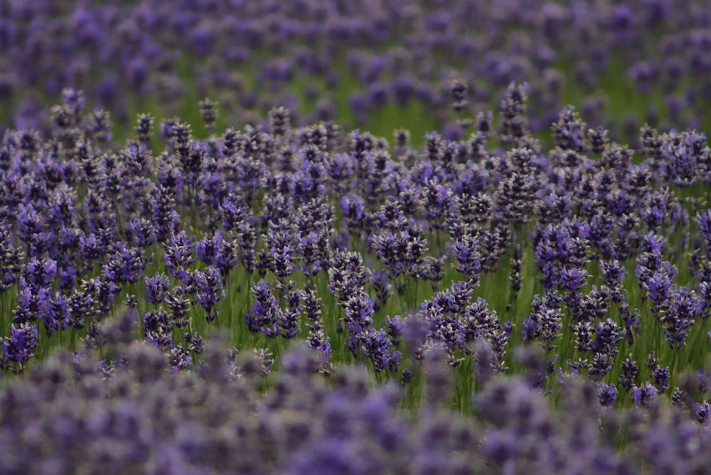 a field of purple flowers