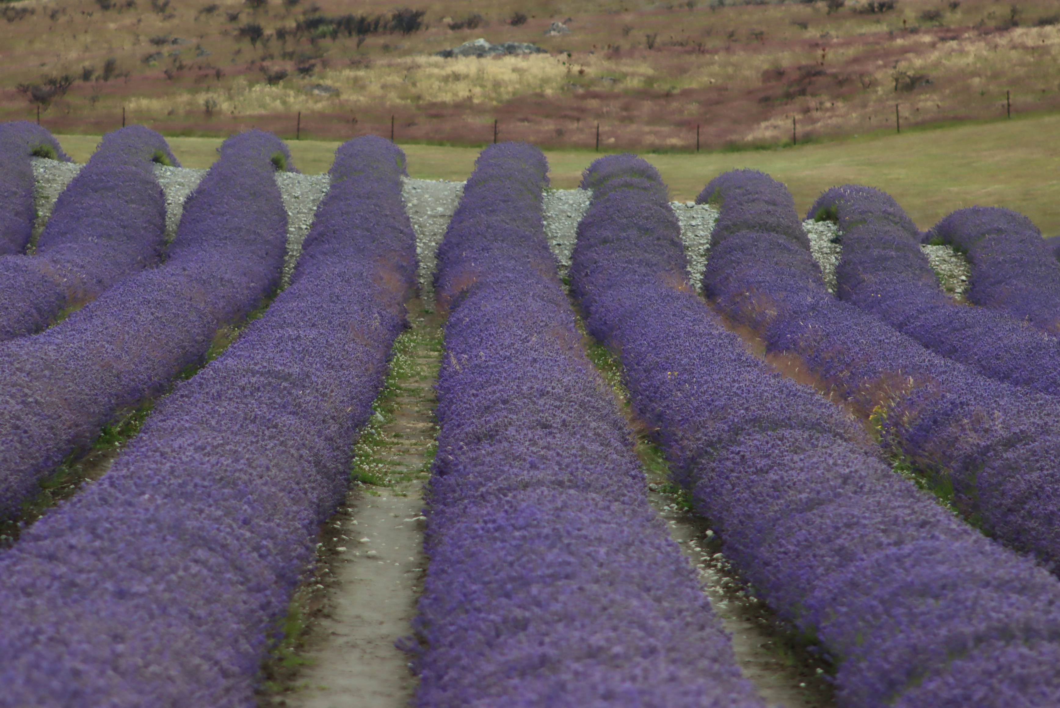 rows of rows of blue cloth