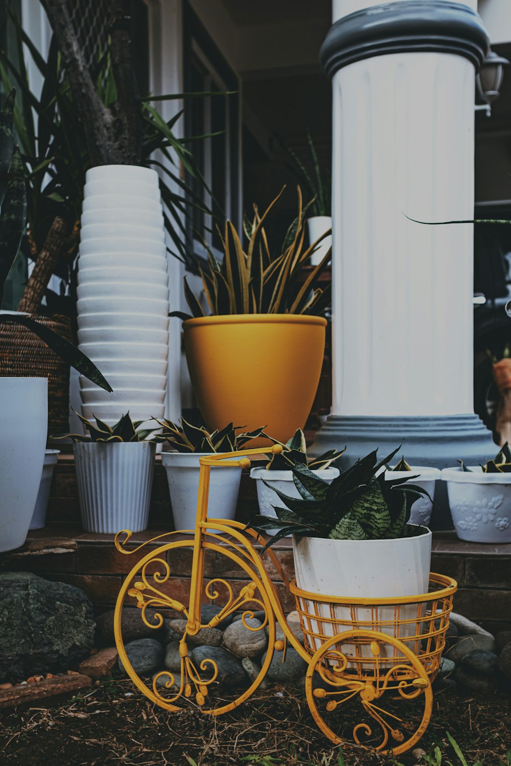 a group of potted plants