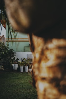 A large tree trunk dominates the foreground, creating a blurred effect. In the background, there is a well-maintained garden with several white planters filled with green plants. A pastel green building serves as a backdrop, with a small fenced area and a water tank partially visible.
