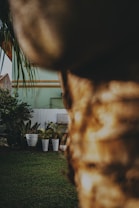 A large tree trunk dominates the foreground, creating a blurred effect. In the background, there is a well-maintained garden with several white planters filled with green plants. A pastel green building serves as a backdrop, with a small fenced area and a water tank partially visible.