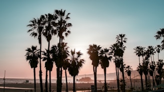 a group of palm trees on Venice Beach 