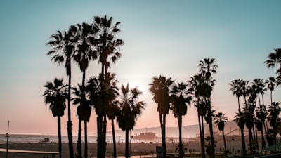a group of palm trees on Venice Beach 