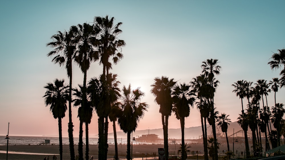 a group of palm trees on a beach