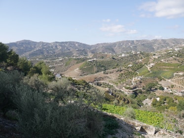 A tranquil landscape of rolling hills adorned with vineyards and olive groves in Italy.