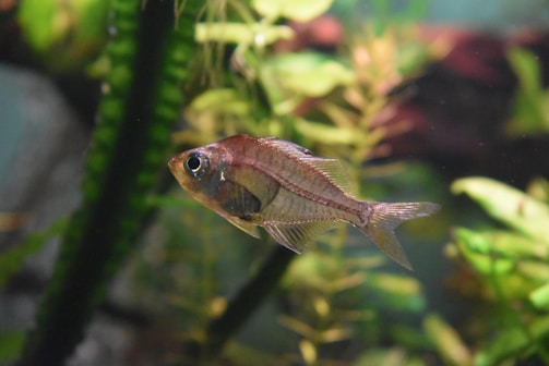 A small, translucent fish with a prominently visible spine and fins swims near lush, green aquatic plants in a freshwater aquarium setting.