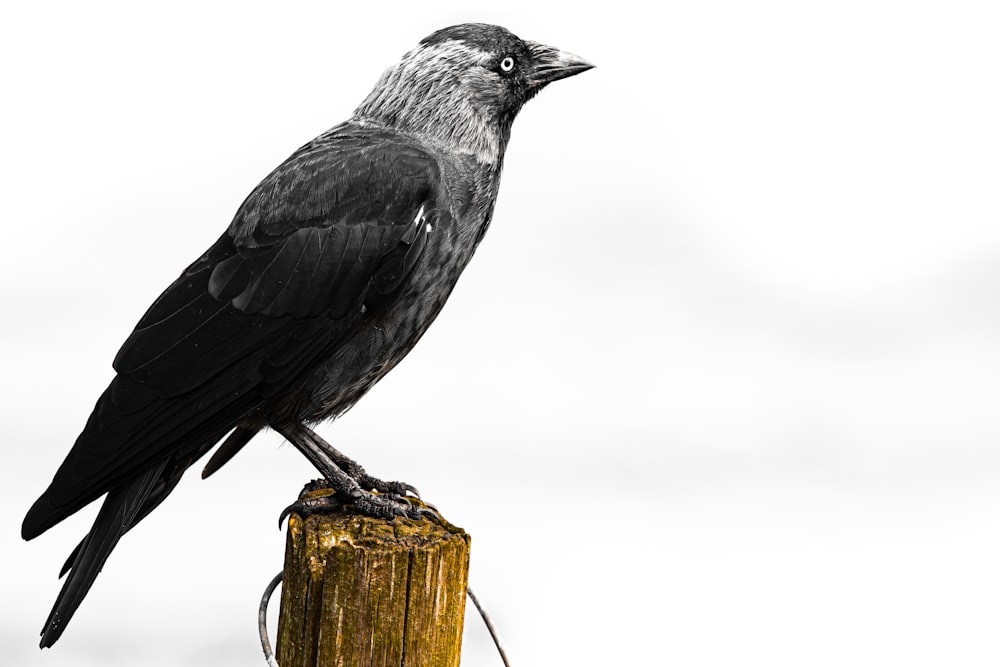 a black bird on a post