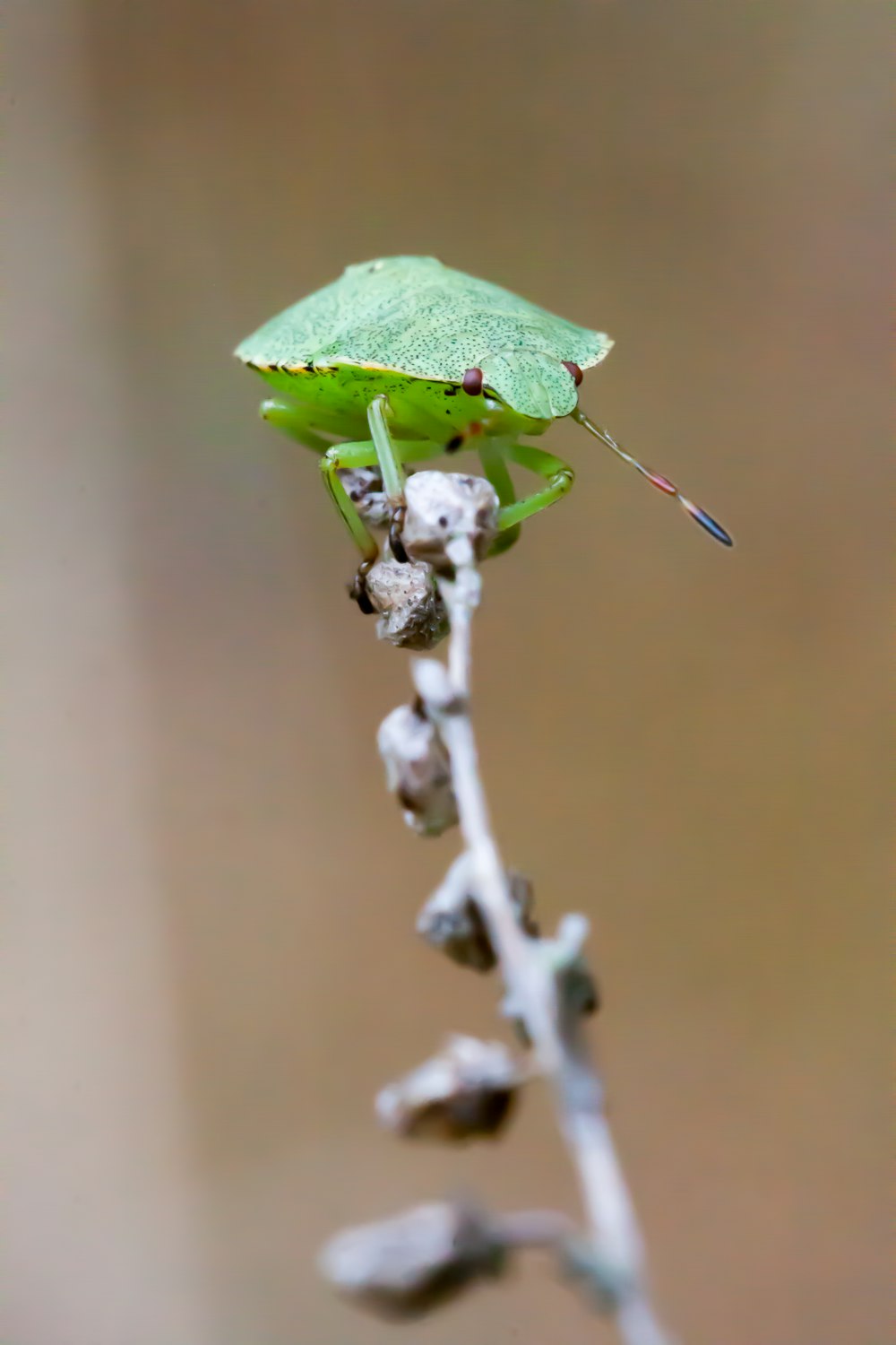 a bug on a leaf