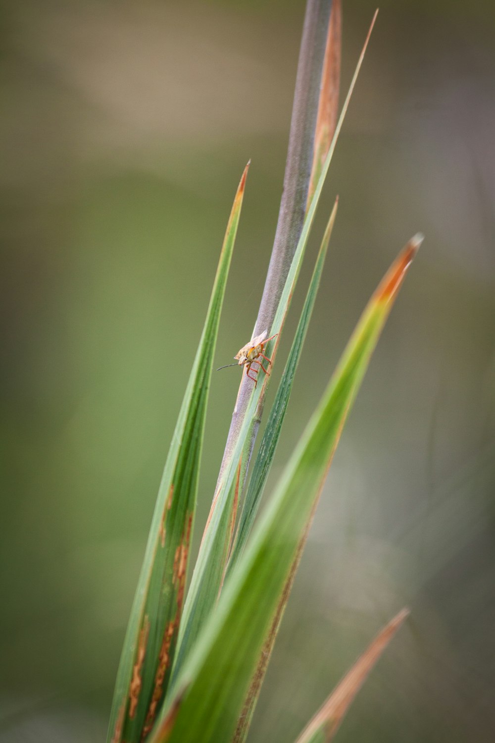 a bug on a leaf